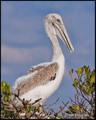 young brown pelican.jpg