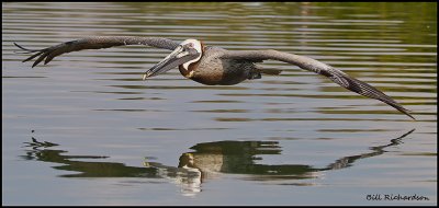 pelican flying.jpg
