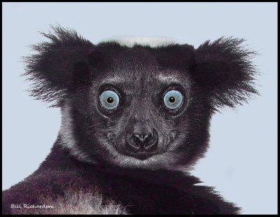 Indri Lemur close crop.jpg