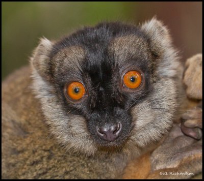 brown lemur portrait.jpg