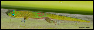 green gecko.jpg