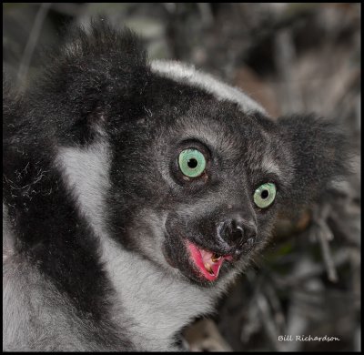 laughing Indri lemur.jpg