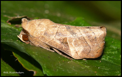 leaf moth.jpg