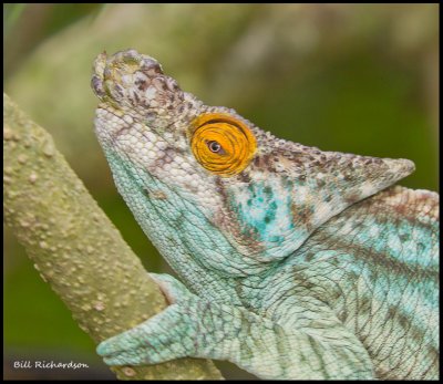 mustard eyed chameleon.jpg