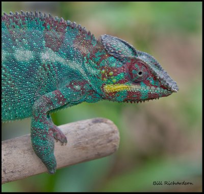 panther chameleon dark phase.jpg
