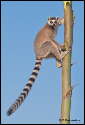 ring tailed lemur on sisal.jpg