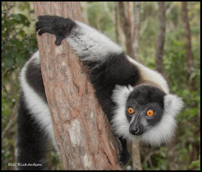 black and white ruffed lemur.jpg