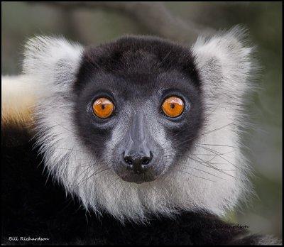 black and white ruffed lemur portrait.jpg