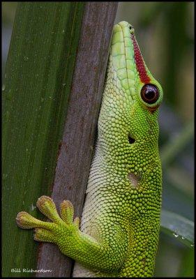 gecko portrait.jpg