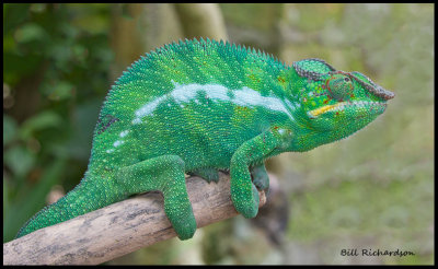 madagascar