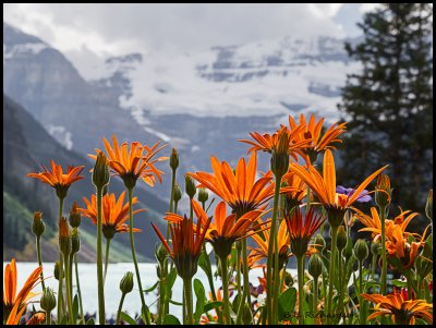  Lake Louise flowers.jpg