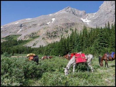  lunch break grazing.jpg