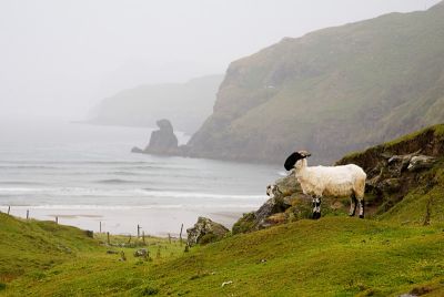 sheep on shoreline.jpg