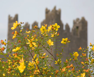flowers and castle.jpg