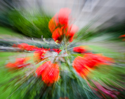 roses zoom blur.jpg