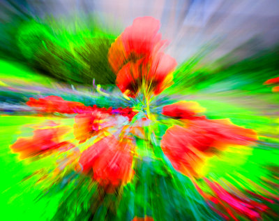 roses zoom blur2.jpg