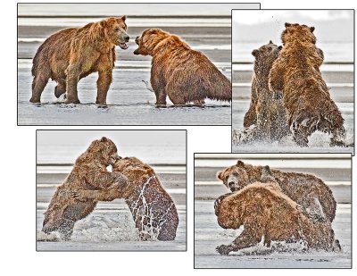 bear fight.jpg