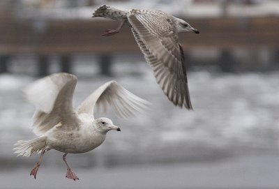 Vittrut 18 Februari 2012 Helsingborgs hamn