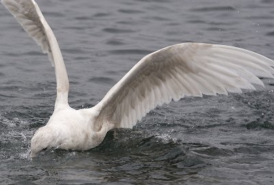 IMG_9796.jpg