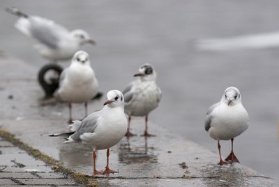 Vittrut 18 Februari 2012 Helsingborgs hamn