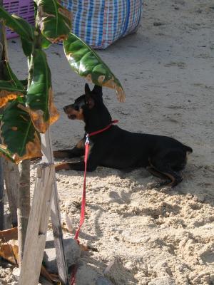 Some beach vendors now bring their dogs as a kind of tsunami warning system.