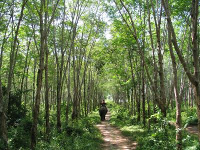 Inside this rubber tree plantation.