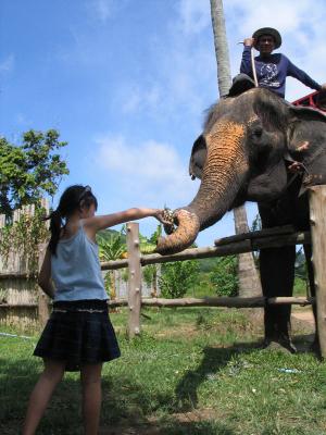 After the trek, you can feed your elephant.