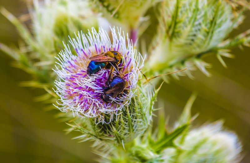 Bees collecting pollen. Merritt Island National Wildlife Refuge, near Cape Canaveral, Florida.