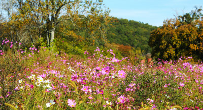 Flowering Field, North Georgia.