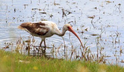 Ibis, Pelican Island National Wildlife Refuge