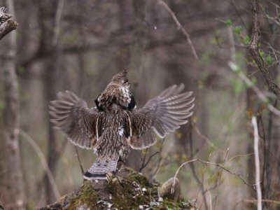 ruffed_grouse