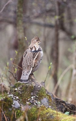 ruffed_grouse