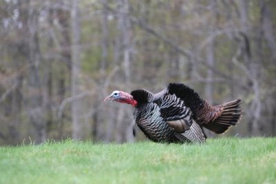 IMG_0308.jpg