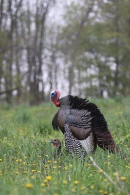 IMG_2255.jpg