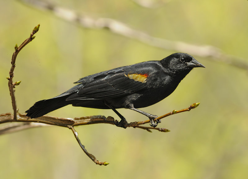 Red-winged Blackbird