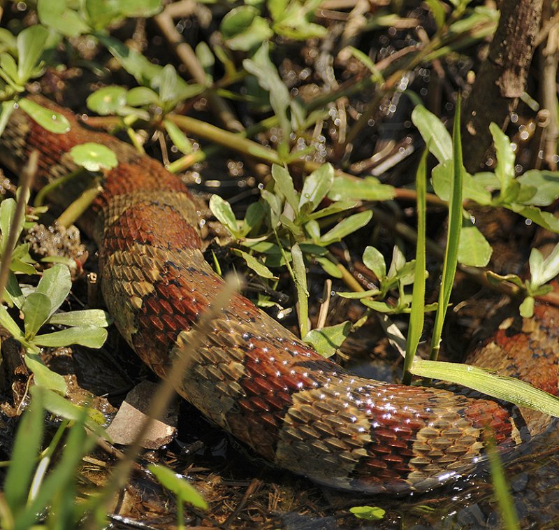 Banded Water Snake