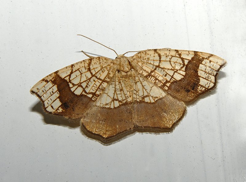 Horned Spanworm Moth 7010