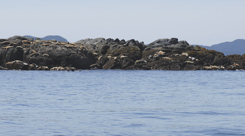 Stellar Sea Lion Rookery