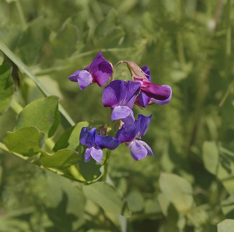 Beach Pea