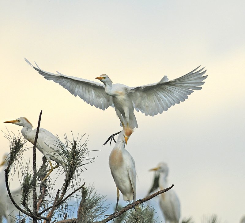 Cattle Egrets