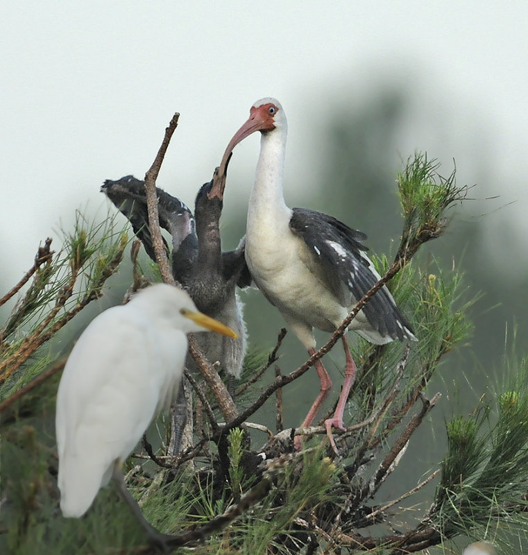 White Ibis Feeding Chick