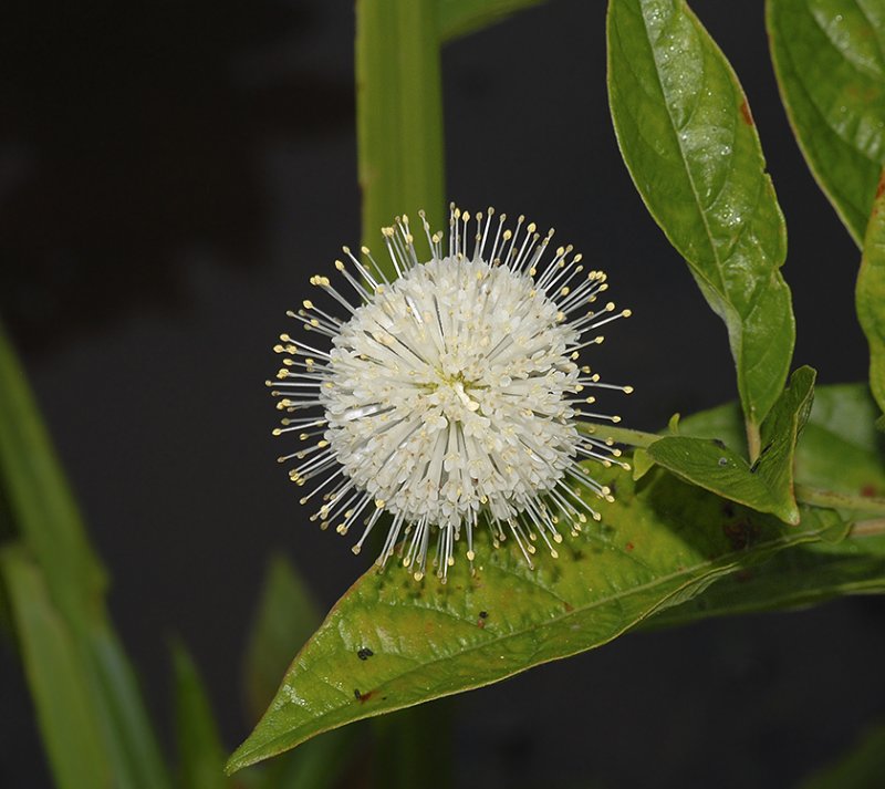 Buttonbush