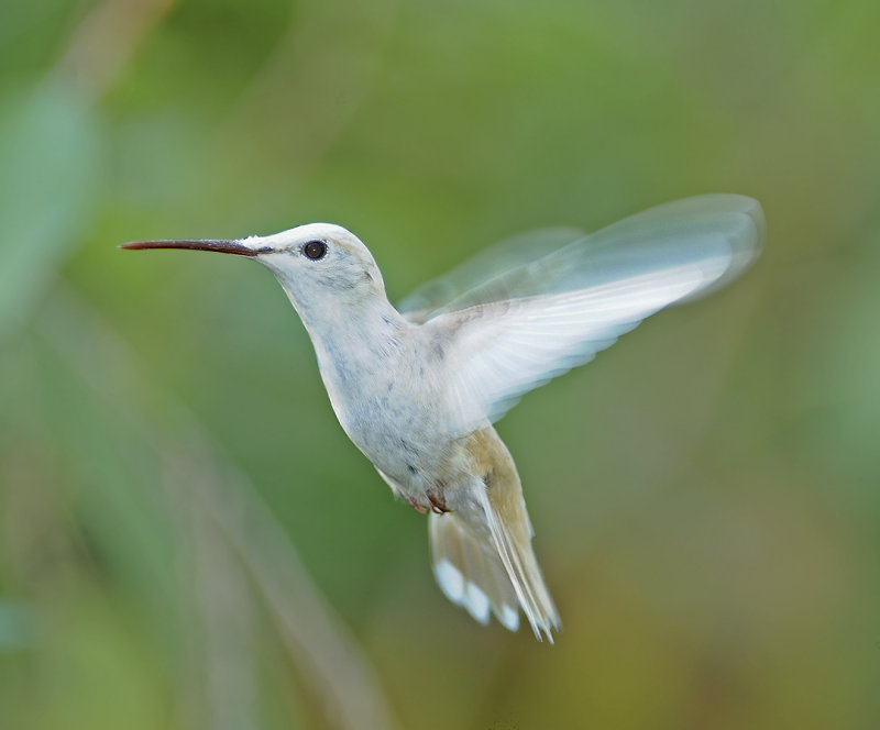 Leucistic Ruby-throated Hummingbird