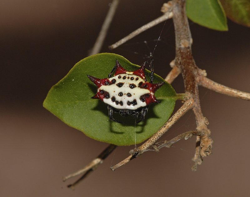 Spinybacked Orbweaver