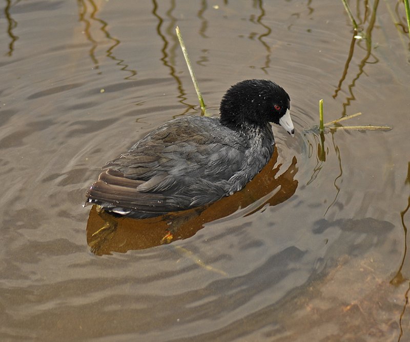 American Coot