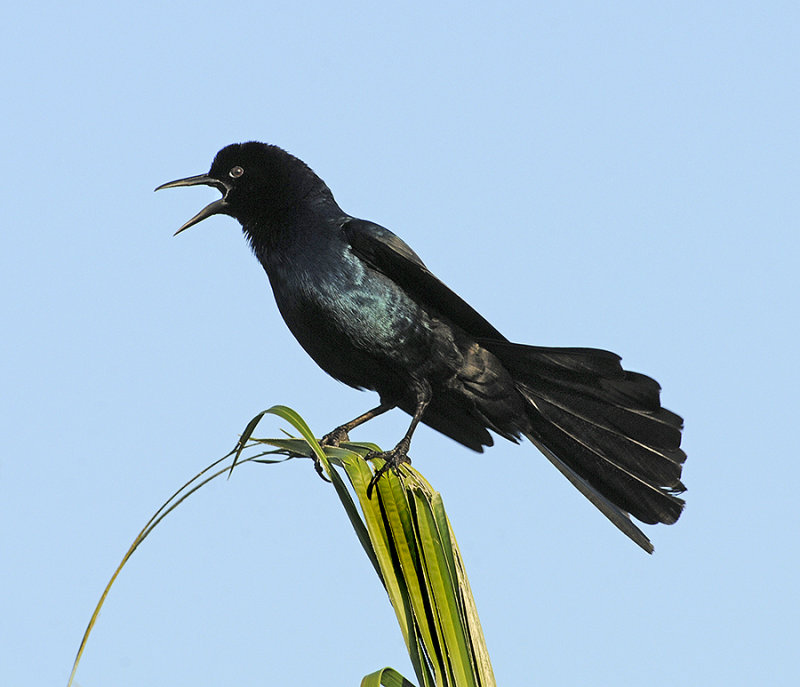 Boat-tailed Grackle