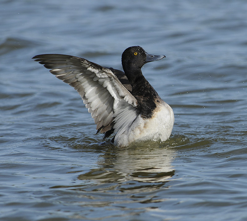 Lesser Scaup