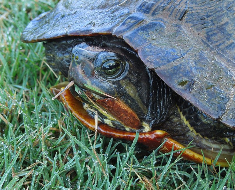 pond slider pond slider