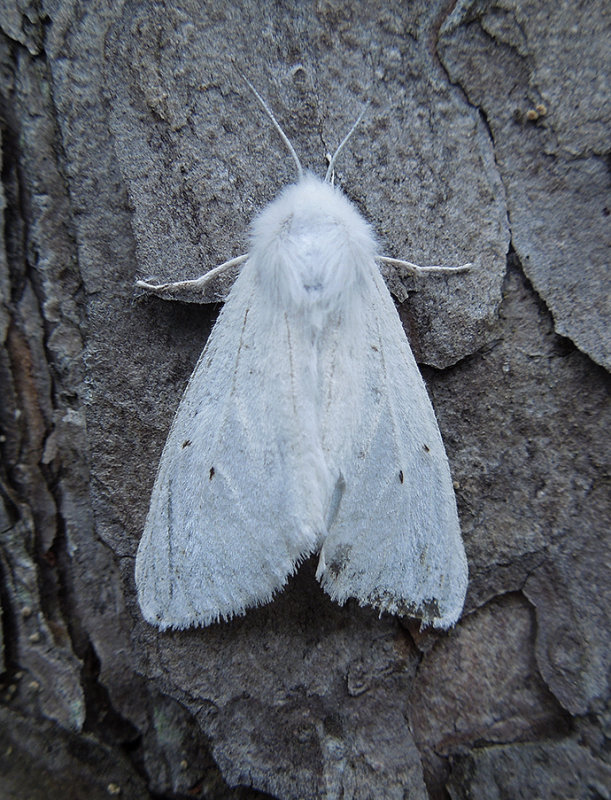 Agreeable Tiger Moth (8134)