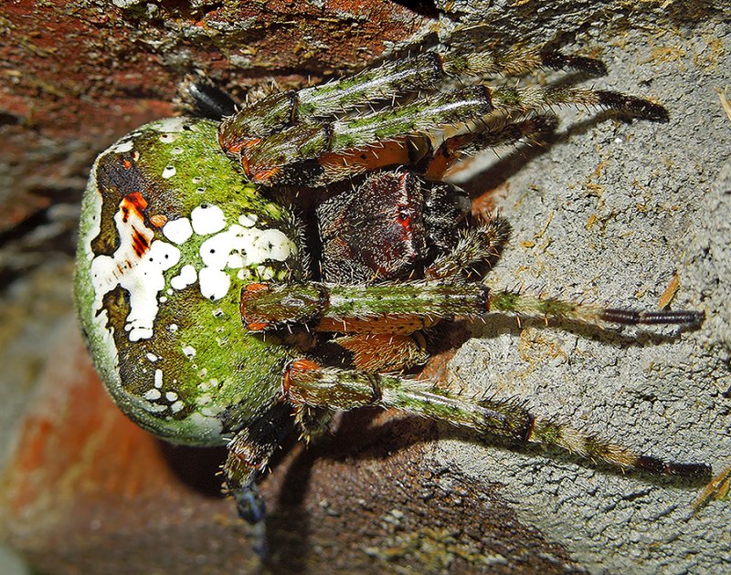 Giant Lichen Orbweaver